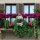 Il balcone fiorito: piante da balconette
